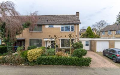 Boerhaavela. 8