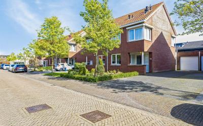 Paardebloem. 12