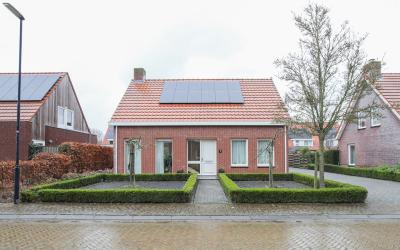 Paardebloem. 7