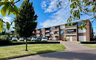 Grote Beer 8-024