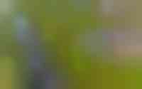 Buizerd 14