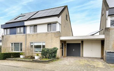 Roerdomp 19