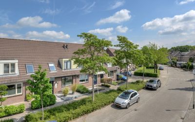 Koekoeksbloem 24