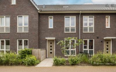 Pijlkruid 3