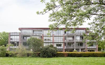 Aalscholver 6