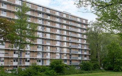 Boerhaavela. 135