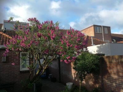 Jan Grewenstraat 19
