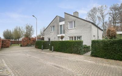 Akkerdistel 4