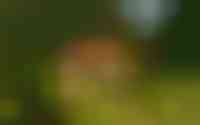 De Stille Wille 69