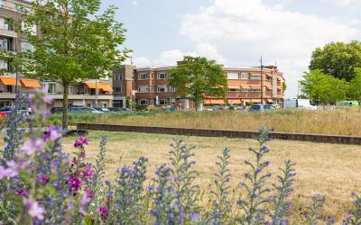 Sonneveld 5