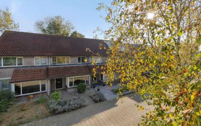 Goudplevier 43