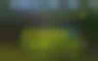 Wilgenpad 2