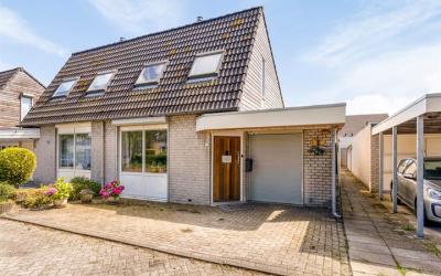 Goudplevier 7