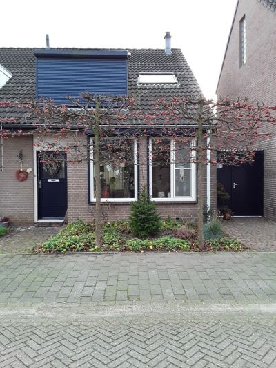 Kruisdistel 69