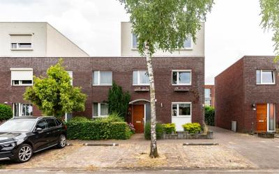 Zandroos 19