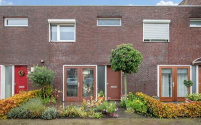 Zandroos 24