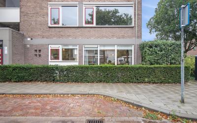 Boerhaavela. 55