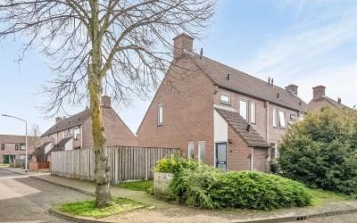 Wollegras 80