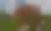Demeter 90
