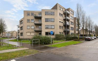 Mantelmeeuw 32