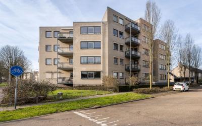 Mantelmeeuw 34