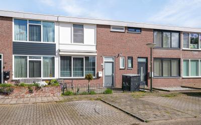 Scheldestra. 41
