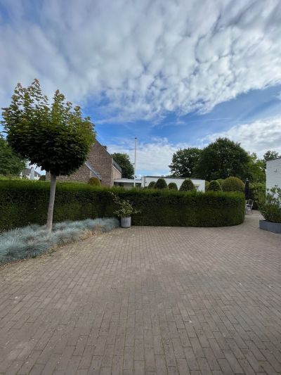 Cypressenho. 17