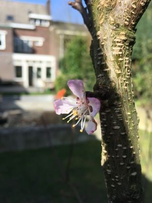 Hommerterweg 73