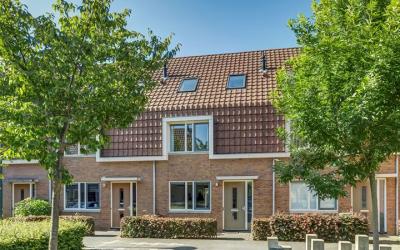 Pijlkruid 20