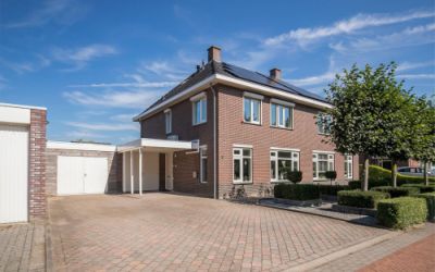Paardenbloem 3