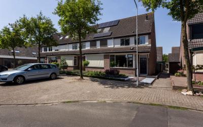 Goudenregen. 36