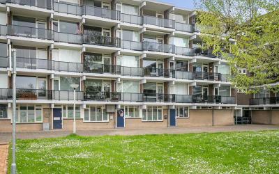 Loplein 50