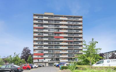 Aalscholver. 24