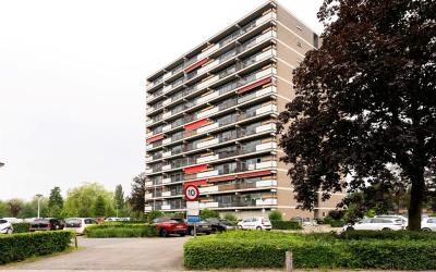 Aalscholver. 44