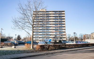 Aalscholver. 82