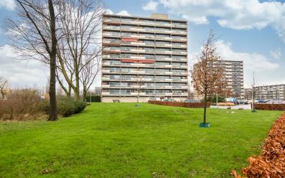 Aalscholver. 208