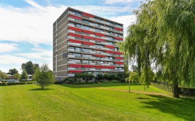 Aalscholver. 212