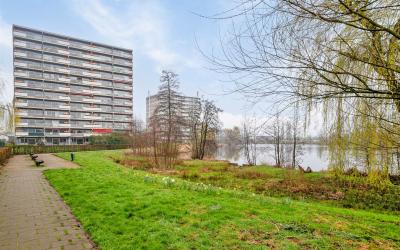 Aalscholver. 236