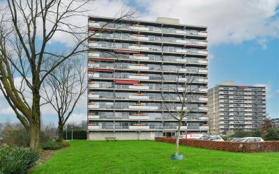 Aalscholver. 294