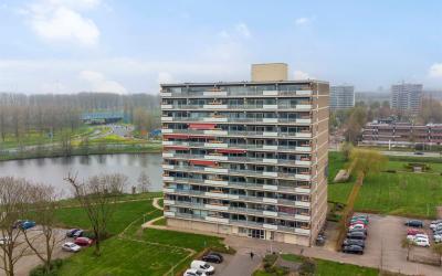 Aalscholver. 352