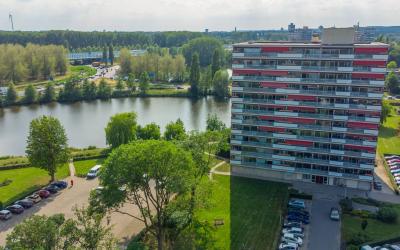 Aalscholver. 394