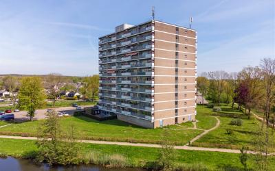 Aalscholver. 480