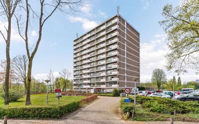 Aalscholver. 576