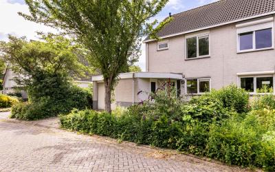 Paardebloem 87