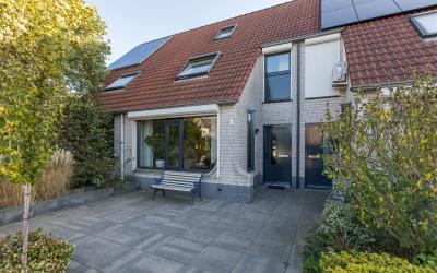 Korenbloem 3