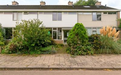 Boerhaavela. 31