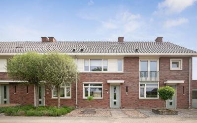 Paardenbloem 8