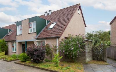Korenbloem 41