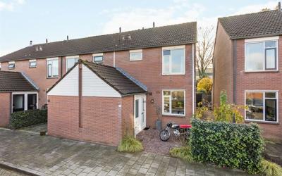 Engelwortel 48