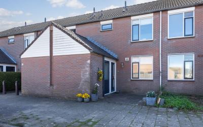 Engelwortel 60